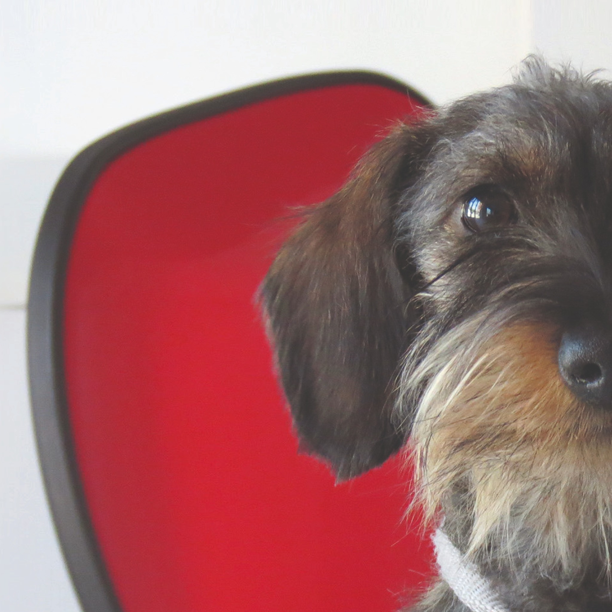 Dettaglio della bassottina, mascotte del Coworking Milano Bicocca